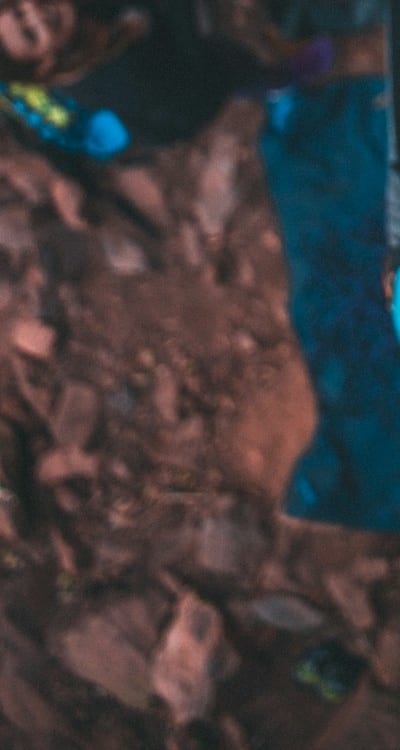 Bean plants climbing trellises for stability