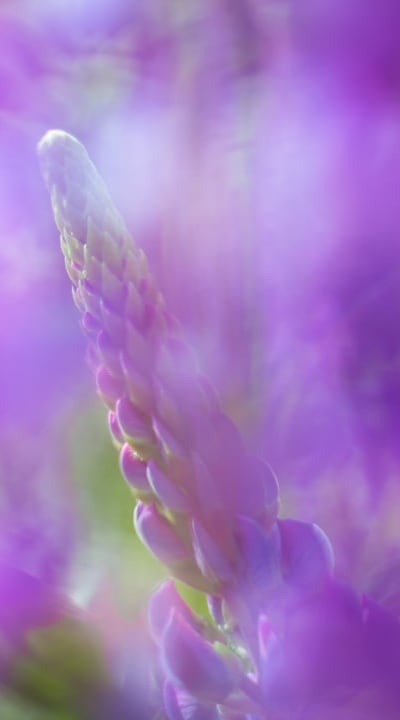 Vibrant blooms, nitrogen-fixing plants enriching soil.