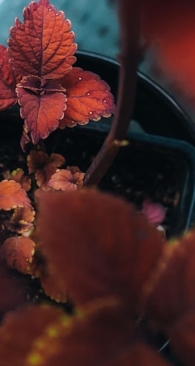 Coleus plant, Coleus seeds