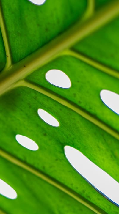 Organic gardening techniques for pest and disease control
