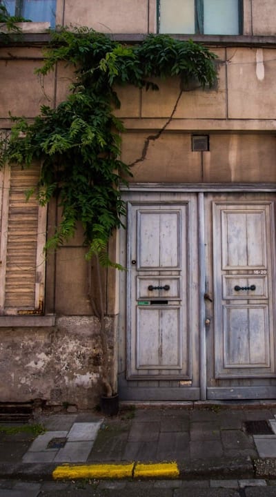 Companion planting for beans: enhancing growth and health