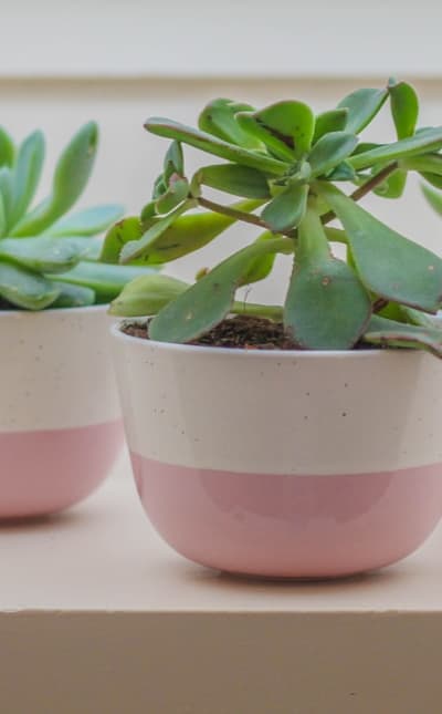 Strategically placing different plant species together for garden growth.