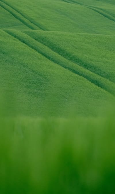 Using compost as a fertilizer for green beans.