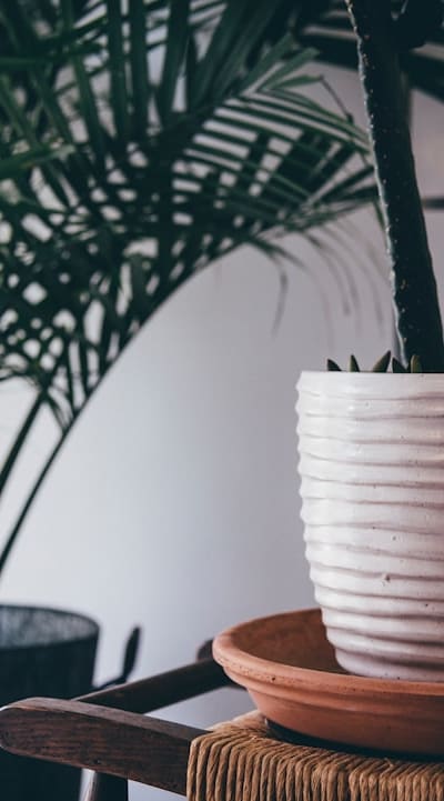 Using organic seedling compost to enhance plant growth