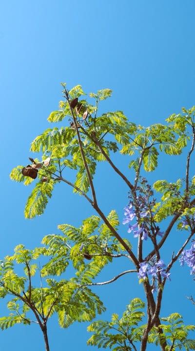 Organic seedling compost: answering your burning questions