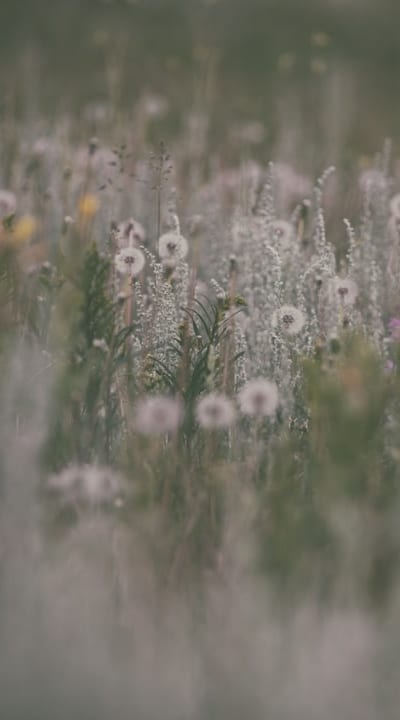 Deadheading coneflowers for continuous blooming
