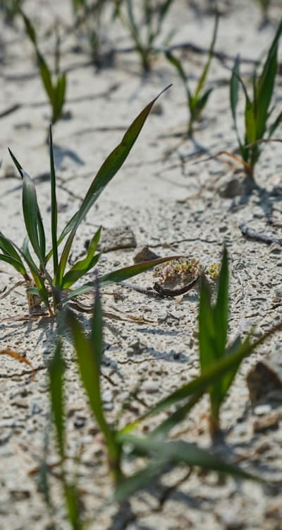 Scattering coneflower seeds on prepared soil bed.
