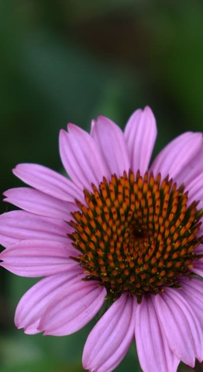 Guide to Growing Sunflowers and Coneflowers