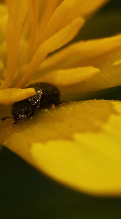 Process of fertilization in gymnosperms