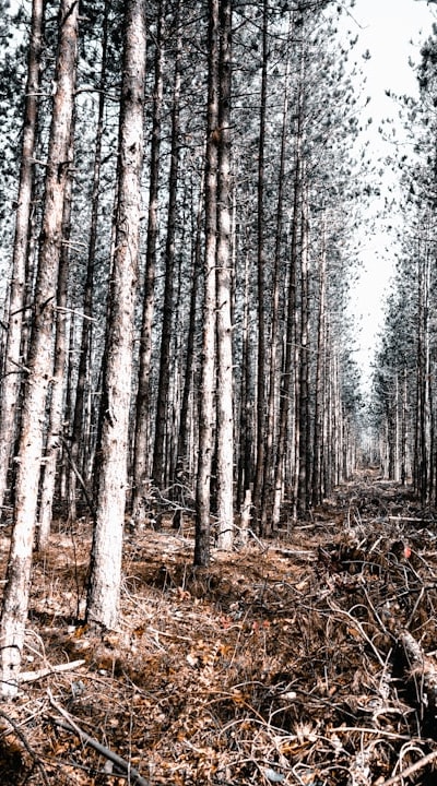 Adaptable gymnosperm seeds flourishing in diverse climates