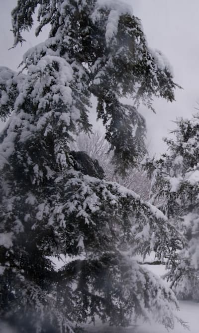 Conifers and Gymnosperm seeds in Organic Gardening