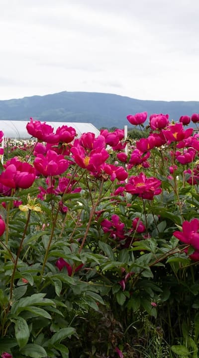 Container of Fragrant Flower Seeds for Space-Saving Gardening