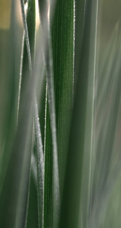 A visually appealing fragrant container garden arrangement.