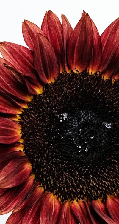 Alt text: Planting seeds in a container with soil mix