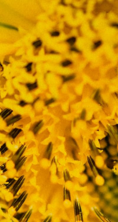 Airtight container with sunflower seeds
