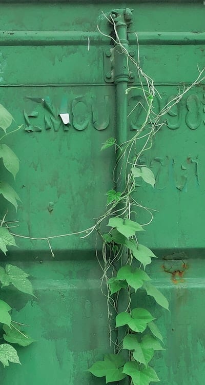 Soaking seeds in water for faster germination.