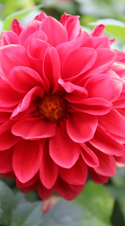 Choosing the right containers for your dahlia seeds