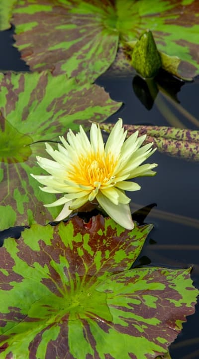 Planting perennial flower seeds in containers for growth.