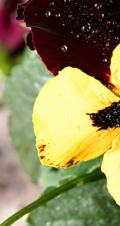 A variety of containers and rich potting soil.