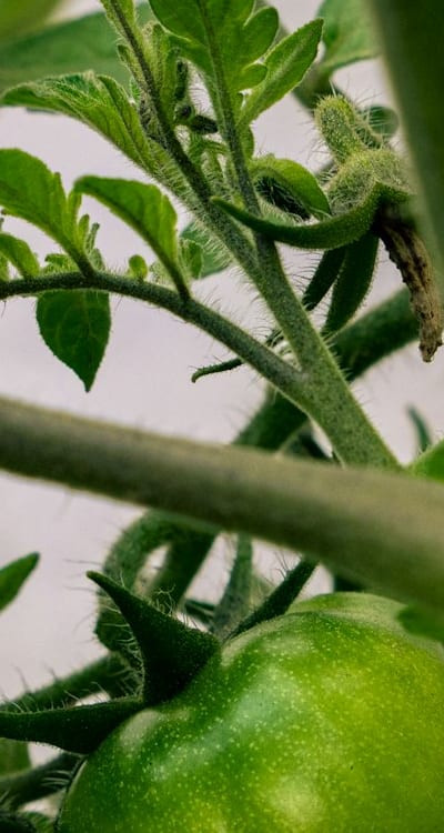 The preparation of containers and soil for tomato seedlings.
