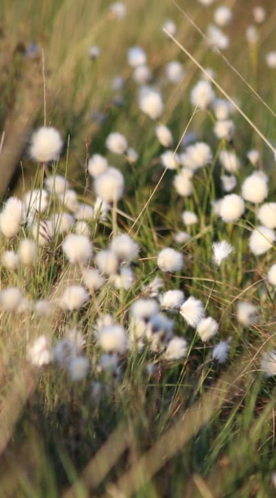 Aromatic flowers in a cotton sachet