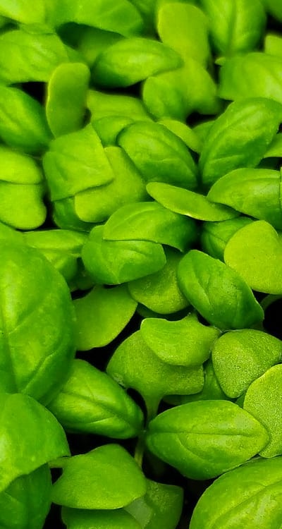 Close-up of cotyledons providing nourishment to developing seedling
