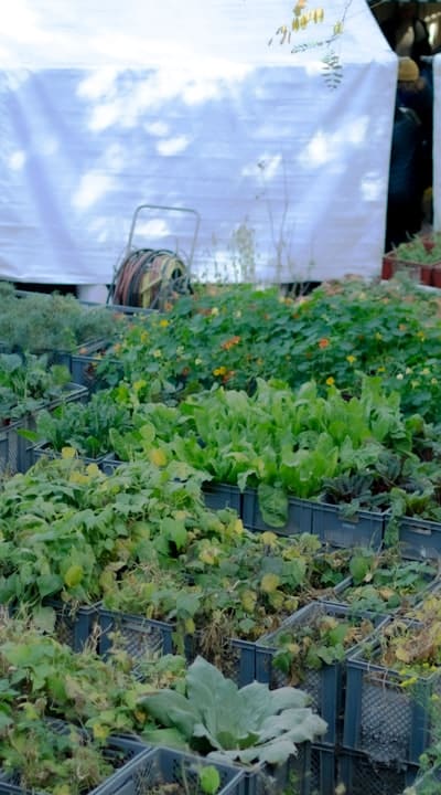 Cotyledons, the first leaves that nourish seedlings.