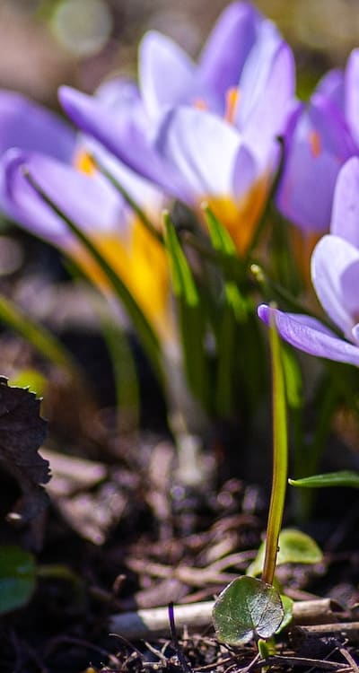 Autumn crocus blooms without leaves