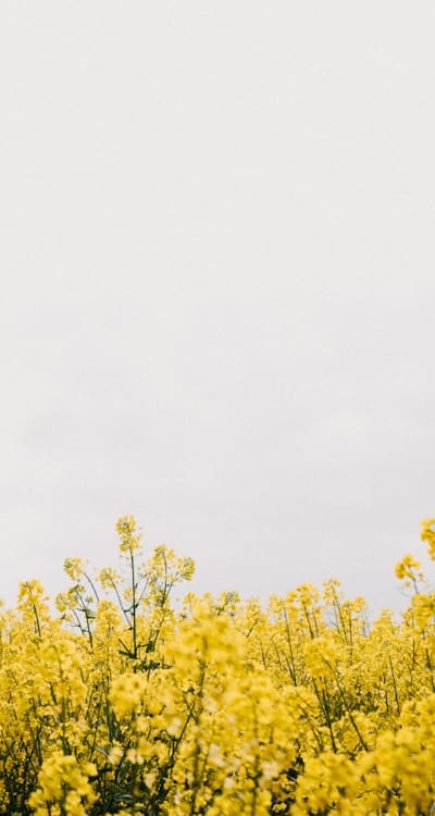 Implementing techniques for optimal organic seed growth