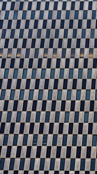 Alt text: Healthy spinach plants in a garden