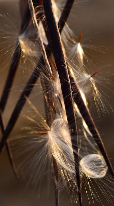 Planting cucumber seeds for a bountiful harvest