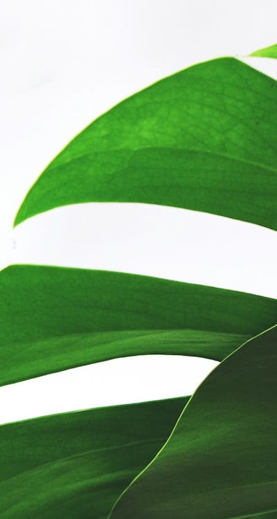 Harvesting cucumbers: techniques and timing explained.