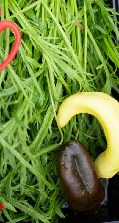 Harvest cucumbers carefully and leave a small stem attached.