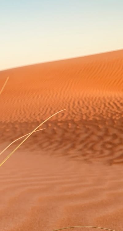 Cucumbers growing in a garden