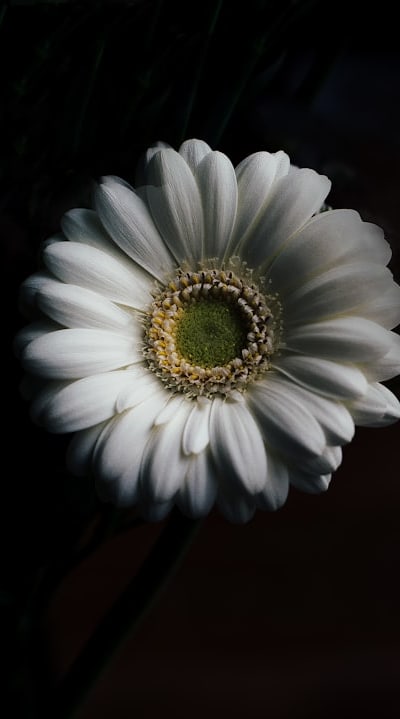 Choosing the right low-maintenance cut flower seeds