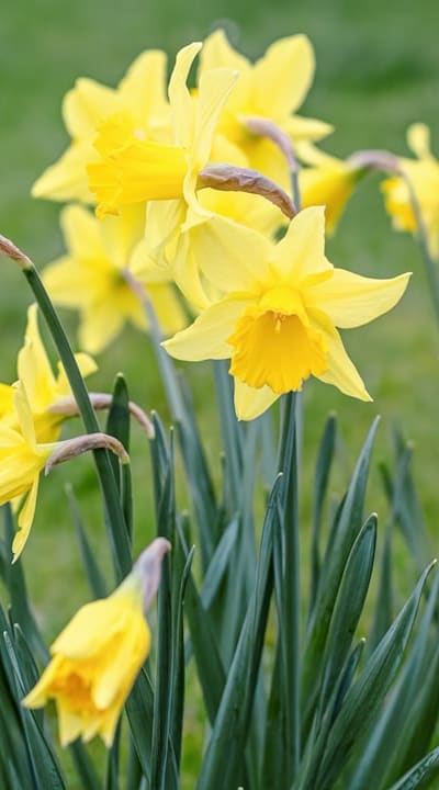 Daffodils, a symbol of renewal and new beginnings