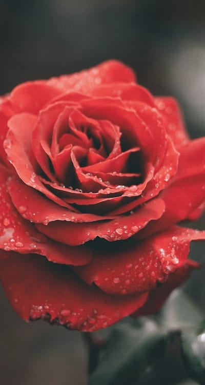 Choosing the right seeds for successful dahlia growth