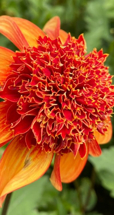 Choose dahlia seeds that suit your gardening level