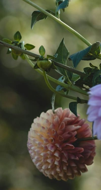 Harvesting dahlias and creating stunning bouquets.