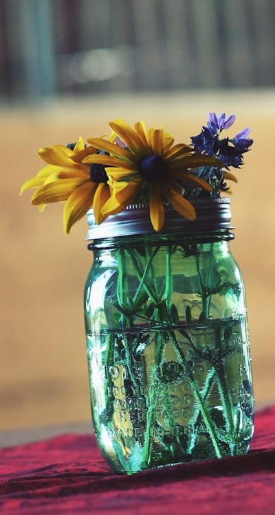 Dazzling Daisies bring elegance and charm to any garden.