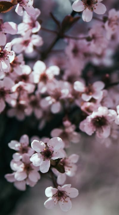Pruning and deadheading for healthy daisies.