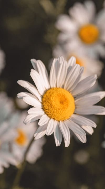 Growing daisies from seed: a step-by-step guide.