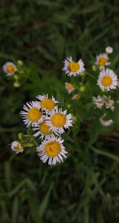 A selection of daisy seeds for a vibrant garden.