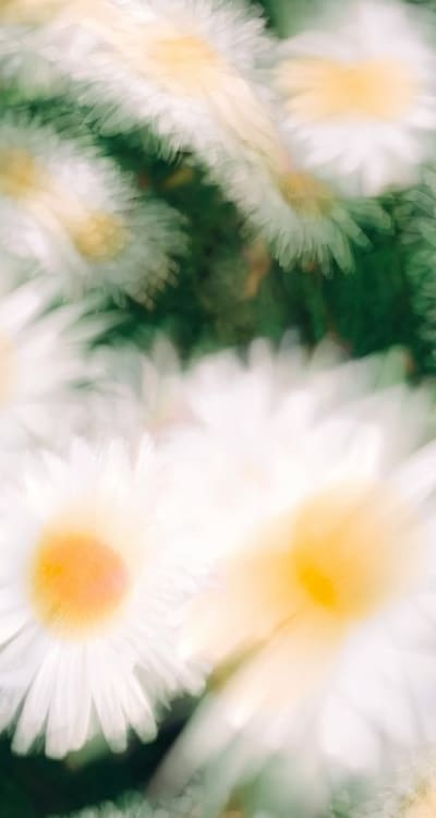 Daisy seedlings in need of sunlight and water