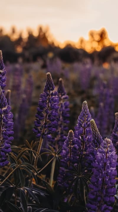 Mulching for moisture conservation and weed suppression