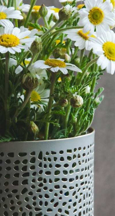 Transplanting Daisy Seedlings - Step by Step Guide