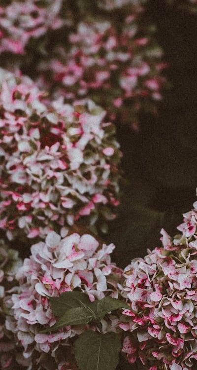 Tips for finding the nearest garden centers