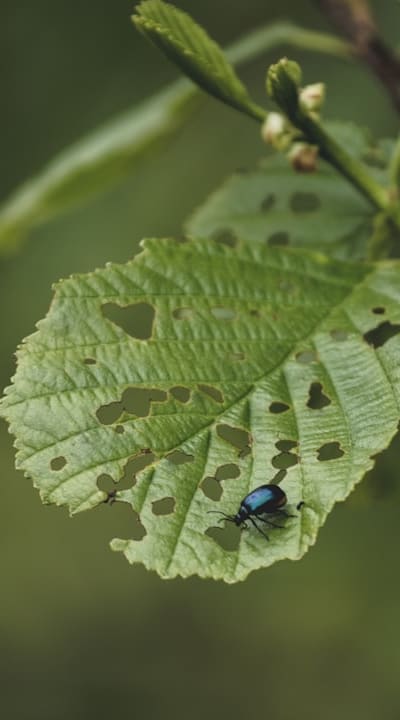 Proper drainage is important for healthy biennial flowers.