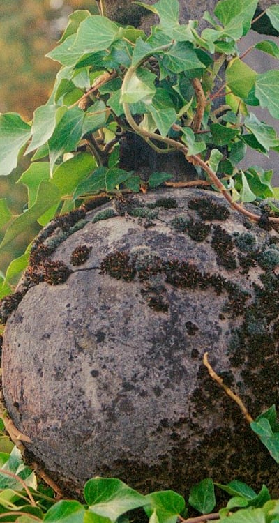 Proper drainage is important for healthy bulb growth.