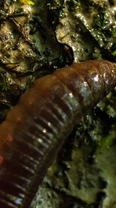Vermicompost, nutrient-rich material for wildflower seedlings